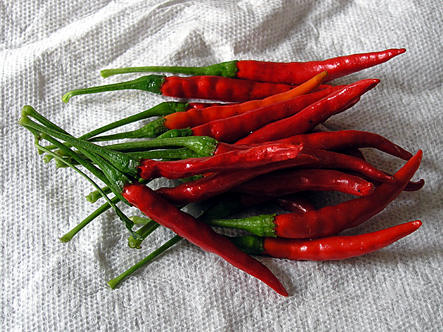 Chile de árbol