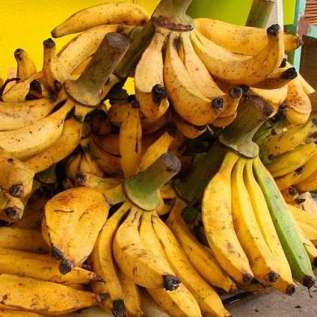 Plátano macho