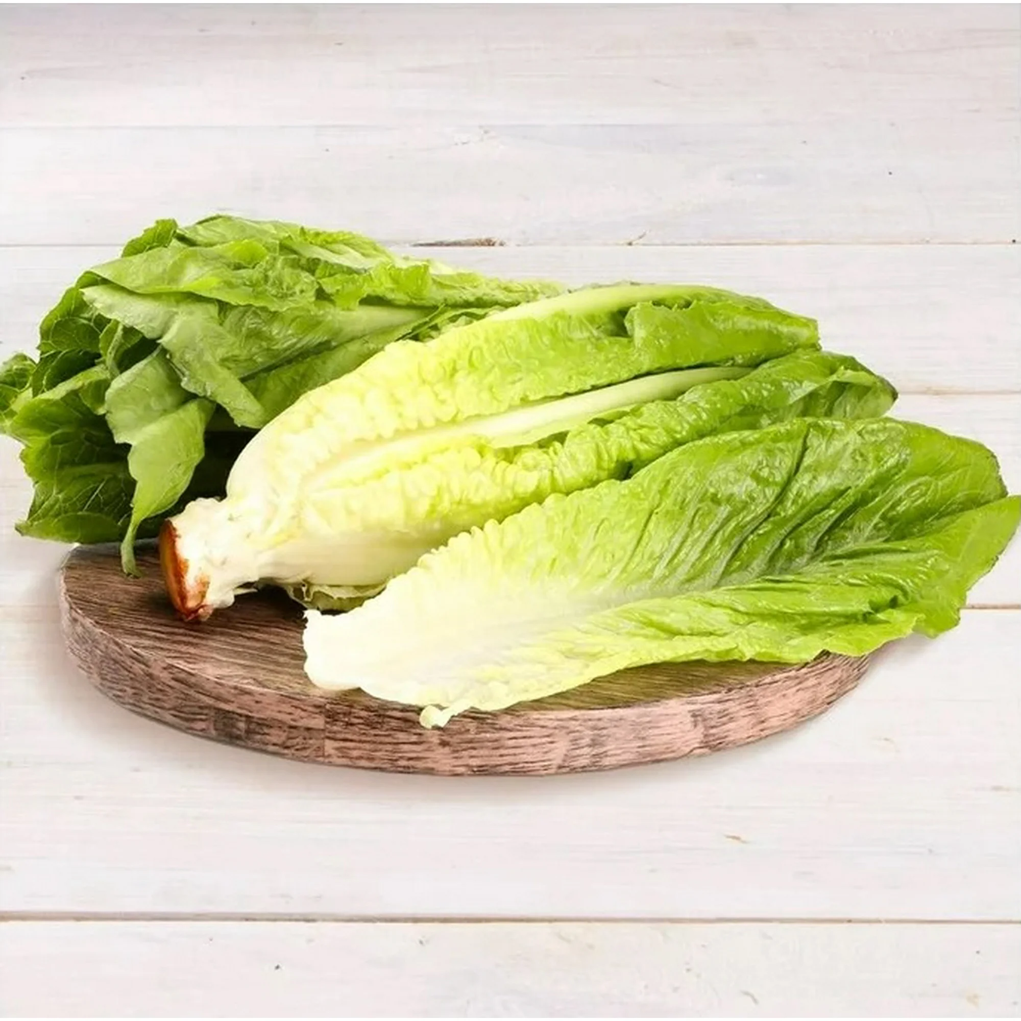Lechuga orejona